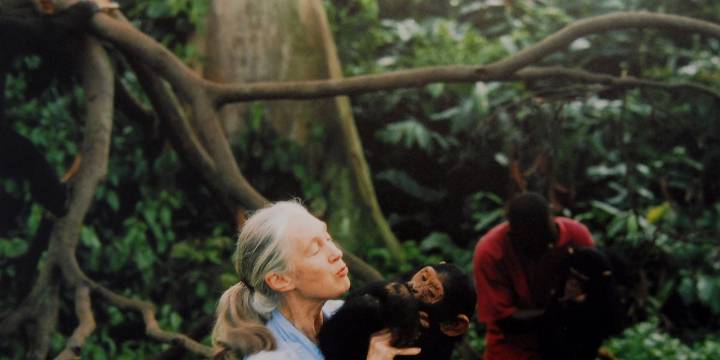 How Jane Goodall Became a Notable Scientists Without a Degree
