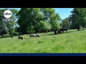 Trump-supporting ranchers criticize his plan to import Argentine beef