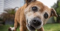 Cardiff dog Roxy is 18 years old. Here's how she's lived so long.