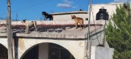 Vecinos organizan colecta de ayuda para perros resguardados en Monclova