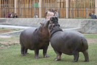 Guido Bellido propone eliminar zoológicos públicos para proteger la fauna silvestre