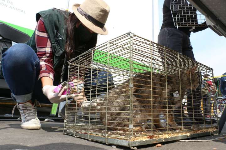 Adiós a la venta de animales en el Mercado de Sonora