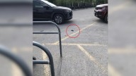 Nebraska Woman Finds Something Mysterious In A Parking Lot And Discovers It’s Alive