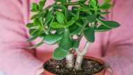 Por qué se caen las hojas de mi árbol de jade en primavera