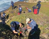 A San Francisco dog wags its tail and kisses rescuers after it’s plucked from the side of a cliff