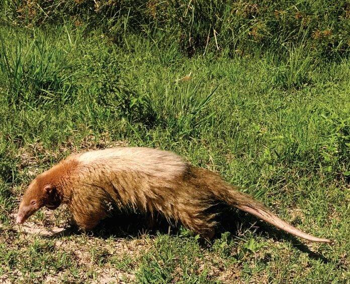 Reportaron el primer registro de oso melero con “albinismo” de Argentina