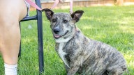 Rescued North Carolina Dog Has The Cutest Habit When She’s Feeling Happy