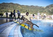 ¡Perro al agua! Las piscinas de Eibar se convierten en un aquapark canino