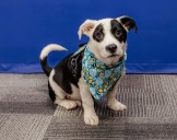 This rescue puppy joins comfort dog team helping correctional staff