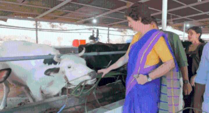 Watch: Priyanka Gandhi visits dairy farm in Kerala; meets 'cutie pie' named Alia Bhatt