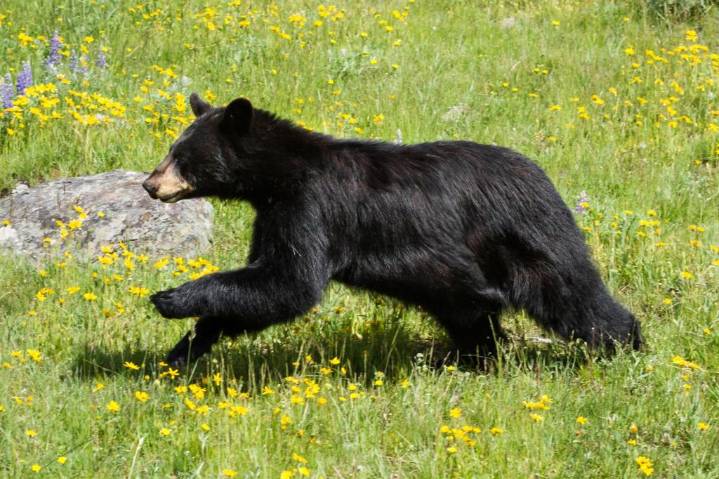 Wrong bear killed following fatal mauling at Ozark campground, Arkansas officials say