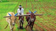 Five more states to issue multipurpose digital IDs to farmers