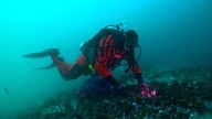 Guardianes del mar: la UNCo y Río Negro monitorean la salud ambiental de los moluscos bivalvos