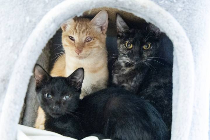 40 cats rescued from California studio apartment