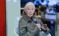 Fallece Jane Goodall, pionera en el estudio de los chimpancés