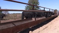 Argentina beef deal: Missouri, Kansas ranchers react to Trump plan