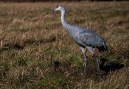 Geneva event to put spotlight on sandhill cranes