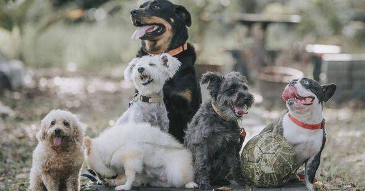 Vet shares five popular dog breeds she'd 'never choose to own'