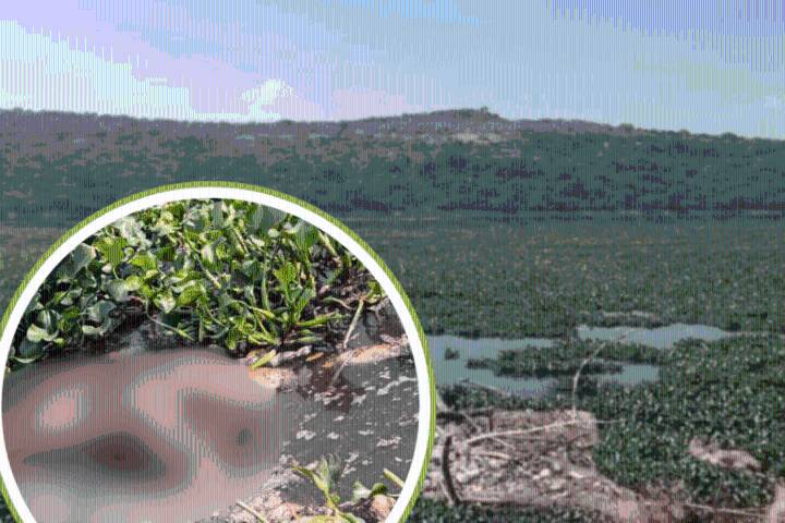Localizan cuerpo flotando en la presa Endhó