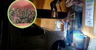 Cae red de tráfico tapatía: Rescatan más de dos mil tortugas, loros e iguanas