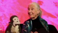 Jane Goodall: 5 Puntos para Entender Cómo Cambió lo que Sabíamos sobre Primates y sobre Nosotros