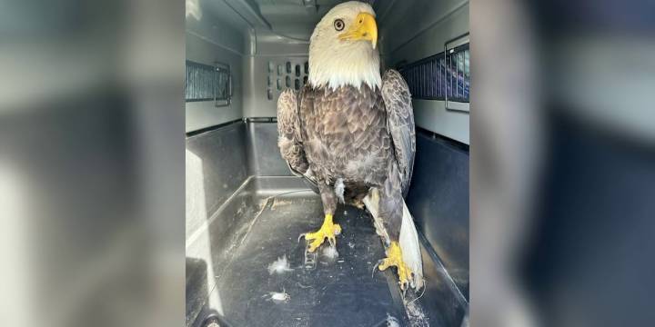 Bald eagle among nearly 2,000 rescues at Outer Banks shelter in 2025