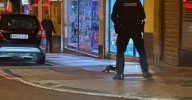 La Policía Nacional persigue a un visón por las calles de Salamanca