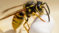 El error que jamás debes cometer si te pica una avispa asiática: puede ser mortal