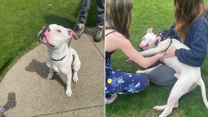 Pittie In Pennsylvania Shelter Shows Nothing But Love, But Still Has No Home