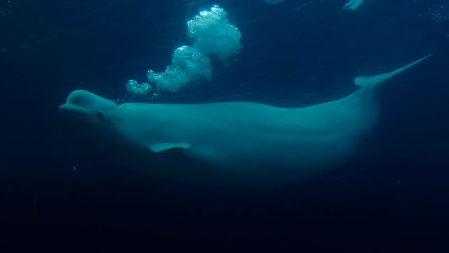 Marineland's beluga whales face threat of euthanasia