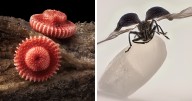 71 Mind-Blowing Microscopic Images From The 2025 Nikon Small World Photomicrography Contest