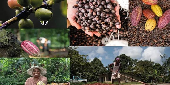 01 de octubre Día Nacional del Cacao