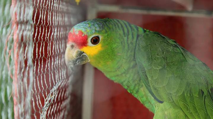 ¿Sabías que no todas las aves que venden en tiendas están permitidas en México? Esto dice la Ley General de Vida Silvestre