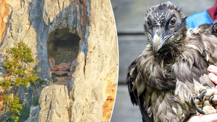 Archaeologists discover 13th-century sandal in bearded vulture nest in Spain