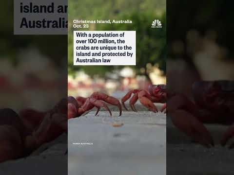 Millions of red crabs begin annual migration to the sea