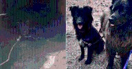 Dog Chained Outside and Fed Every 2-Weeks Finally Finds Loving Home He Deserved