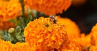 CDMX inicia la temporada de Día de Muertos con récord histórico de flores y más de 500 actividades