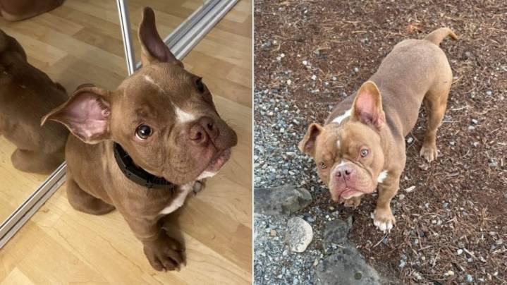 Police seek public's help finding stolen dog