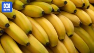 How Australia's genetically modified, disease-resistant banana could prevent a global crop collapse