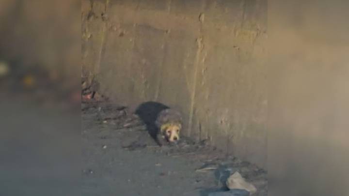 Tiny Pup Hides In Tunnel During A Storm Until A Stranger Changes Everything