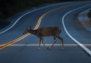 10 states you’re most likely to hit a deer in while driving. Did your state make the list?