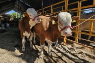 Casos de gusano barrenador en México aumentaron 32%