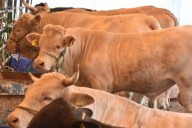 Incrementan a más de 148 casos de gusano barrenador en Quintana Roo