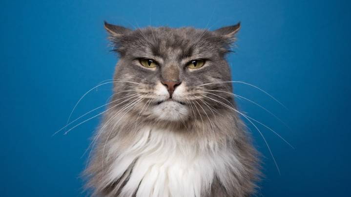 Woman plans to 'spoil cats' with $50,000 Ohio Lottery win