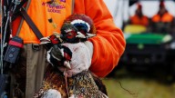 When does Iowa's pheasant season open? Bird population at decades high
