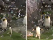 Un momento único: un pingüino de un año se divierte jugando con pompas de jabón