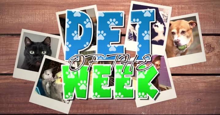 Pet of the Week: Crow