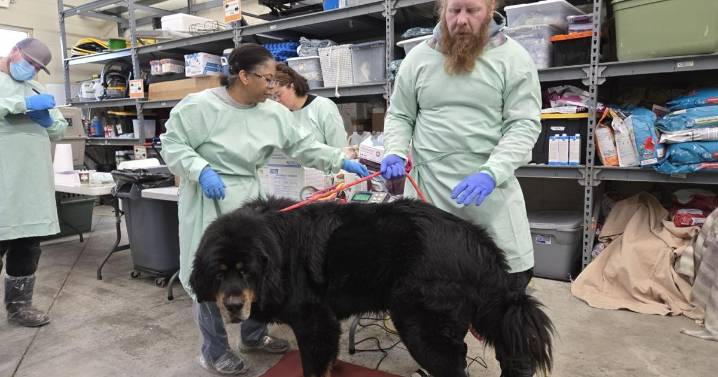 Laramie County man arrested after more than 100 neglected animals found, some dead