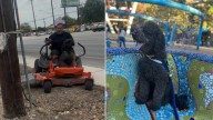 This Texas Owner’s Creative Search Ends In Joy As He Rides Lawnmower To Find His Lost Dog