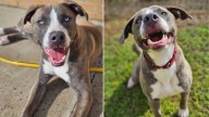 Texas Pup Abandoned For Being “Too Much” Finally Finds Her Dream Home